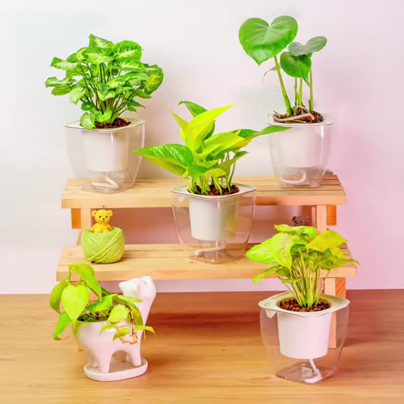 黄金葛 免浇水方形盆栽 室内植物 观叶植物 礼物 盆栽 办 - 植栽/盆栽 - 植物．花 