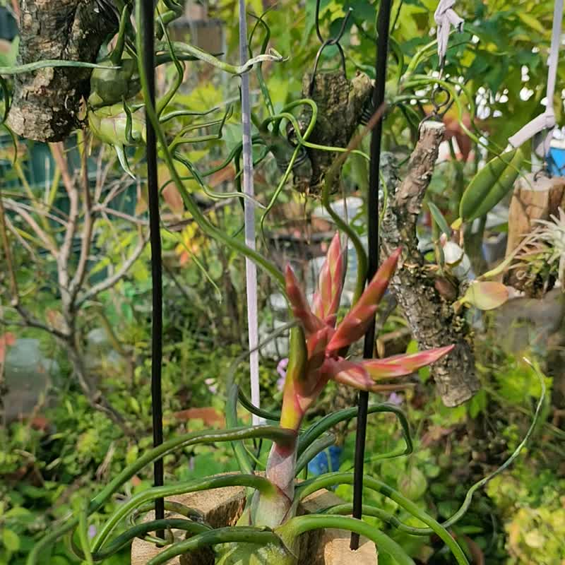 悬挂空气凤梨   植物 盆栽 - 植栽/盆栽 - 植物．花 