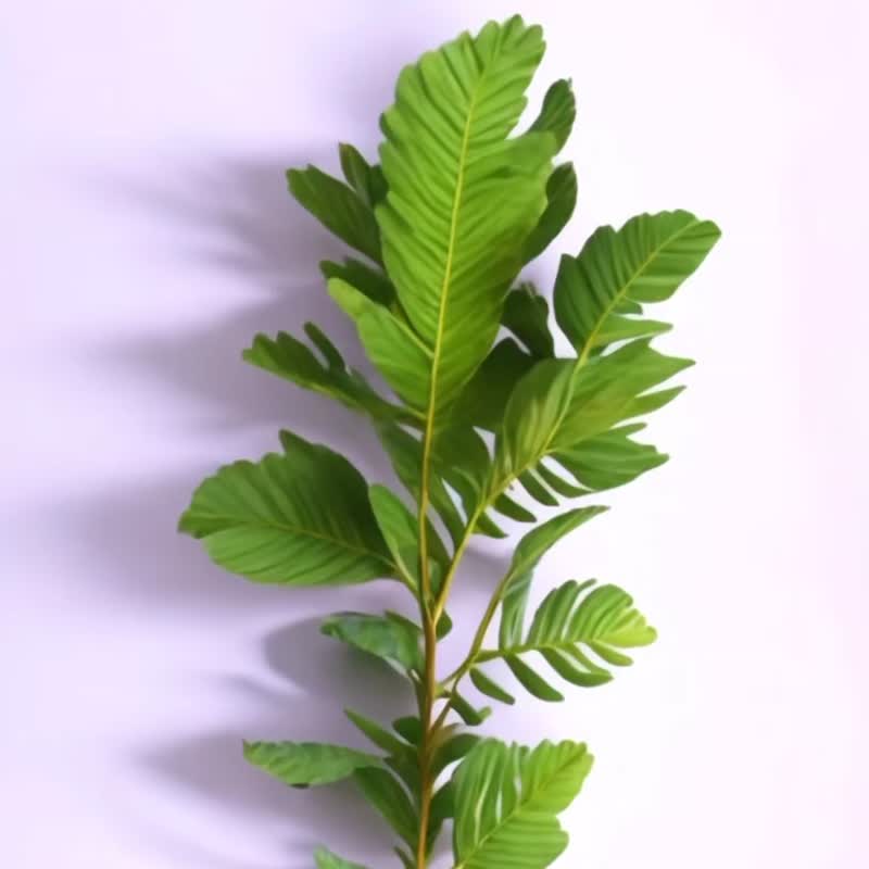 蕨色陶瓷杯垫2.0 - 伏石蕨/热情款 | 杯垫 吸水杯垫 陶瓷 隔热垫 - 杯垫 - 陶 多色