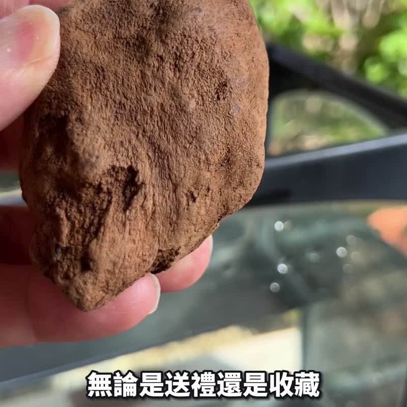 加里曼丹 野生沉香老料 57.5公克 沉香摆件 【沉水级】 星洲系 - 摆饰 - 木头 卡其色