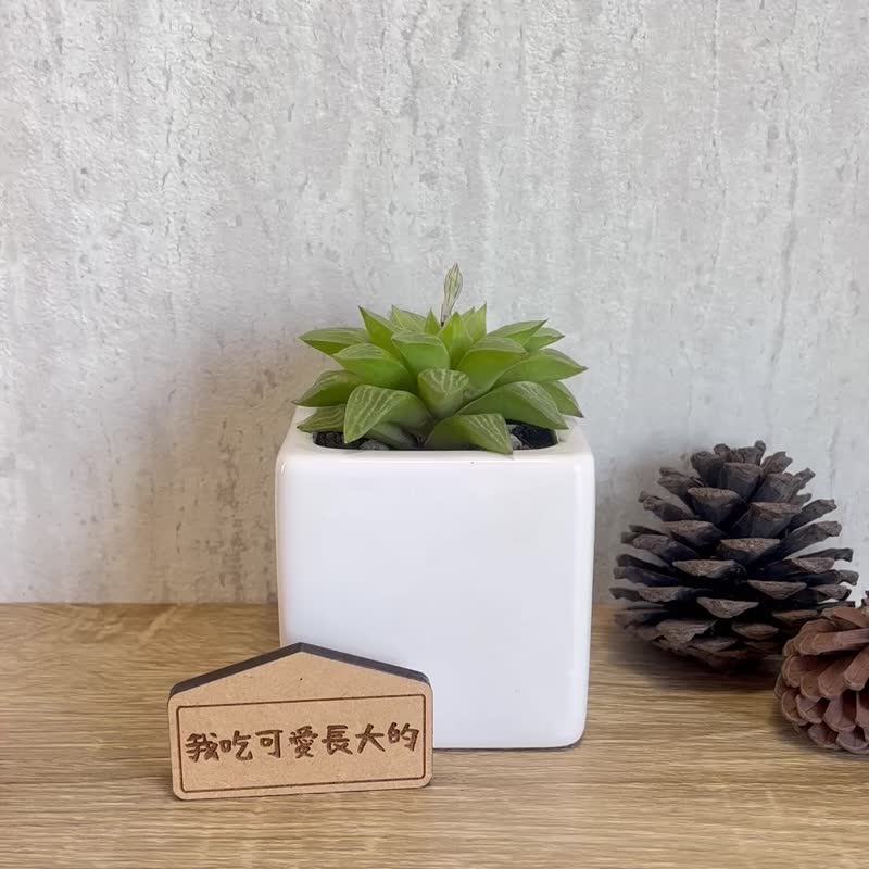 水晶寿-多肉植物简约白瓷盆栽(附磁铁字牌) 定制化礼物 - 植栽/盆栽 - 木头 绿色