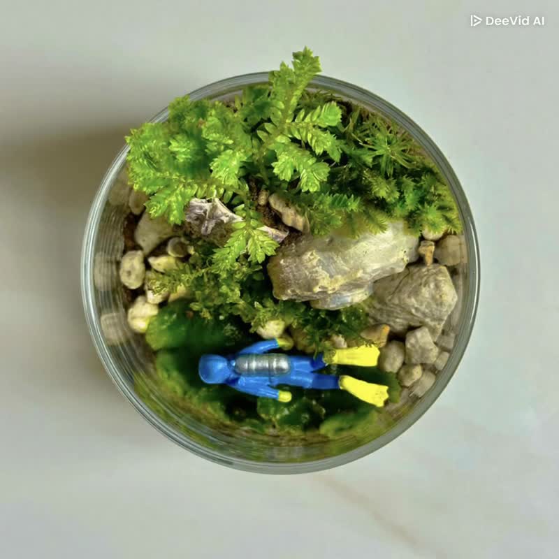 深蓝之境 / 主题性定制化造景生态杯 - 植栽/盆栽 - 植物．花 