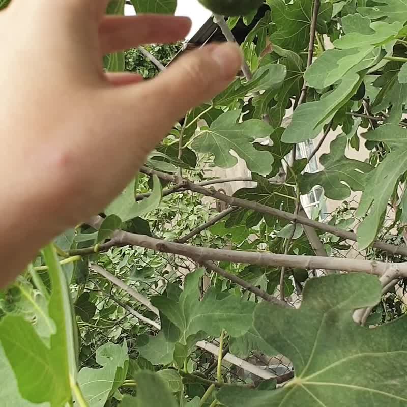 绿玉髓手链，925 纯银，牡羊座宝石，狮子座水晶，射手座诞生石 - 手链/手环 - 水晶 绿色