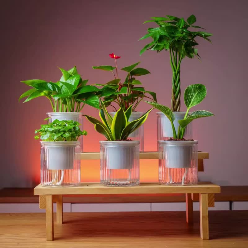 圆叶椒草 免浇水盆栽 室内植物 观叶植物  礼物 办公室小物 - 植栽/盆栽 - 植物．花 