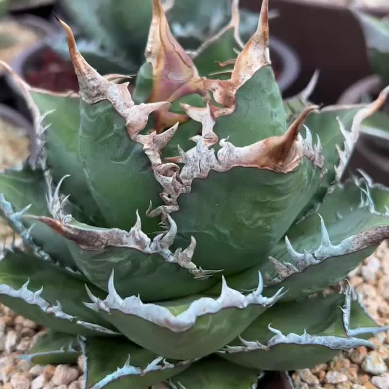 龙舌兰仁王冠 海王龙舌兰 - 花瓶/陶器 - 植物．花 
