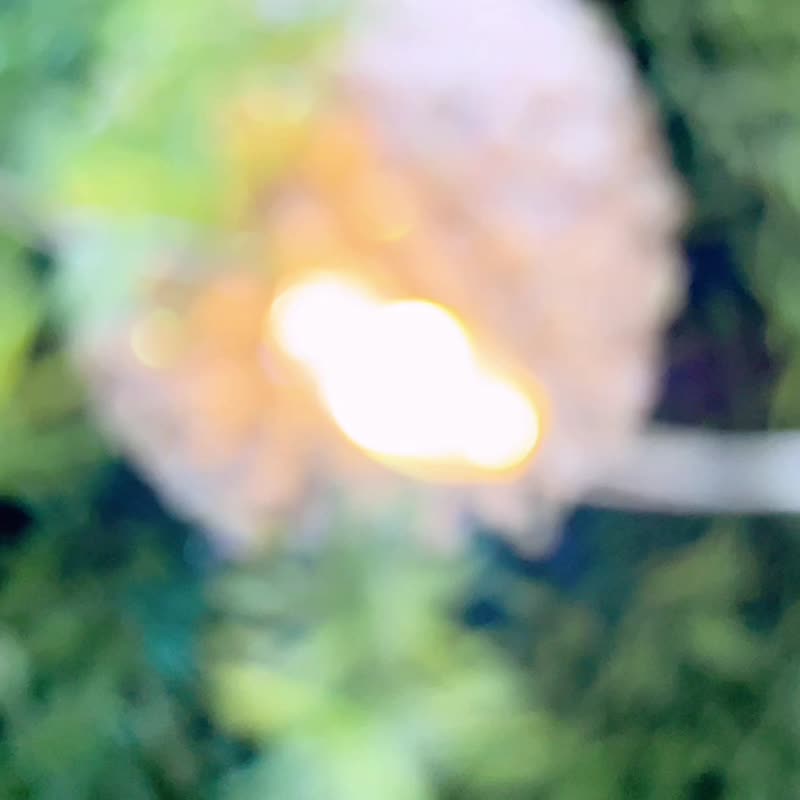 【永生雪松圣诞树】附赠礼盒包装 约高37厘米 圣诞树布置 圣诞树 - 干燥花/捧花 - 植物．花 绿色